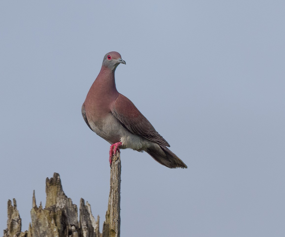 image Pale-vented Pigeon